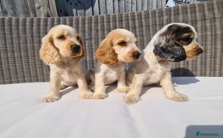 Cocker Spaniel dogs - Advert 6