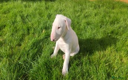 English Bull Terrier dogs for sale: KCRegistered English Bull Terrier Puppies–Top Line - Image 19