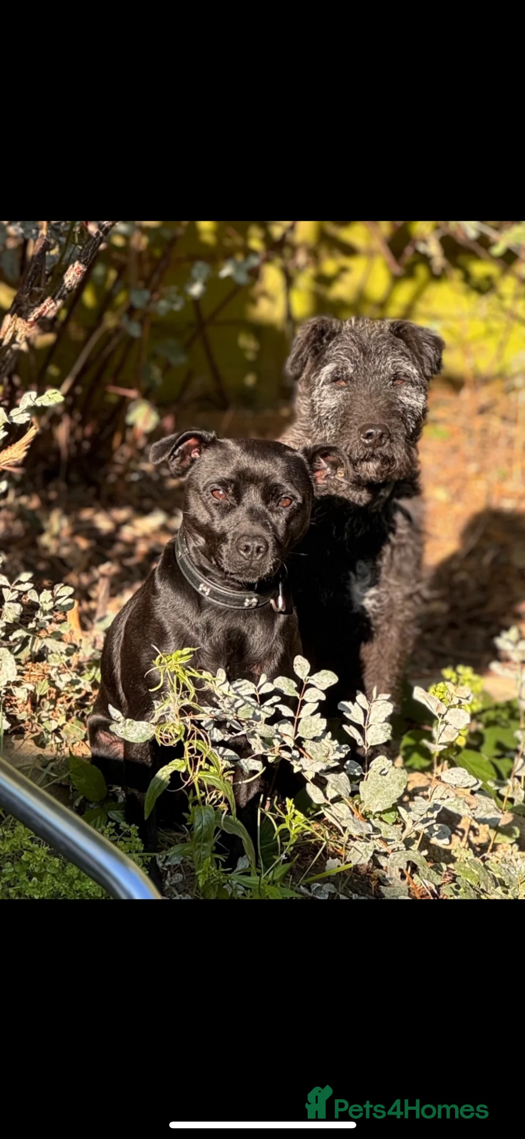 Patterdale Terrier dogs for sale: Patterdale bitch 3 months old  - Advert 13