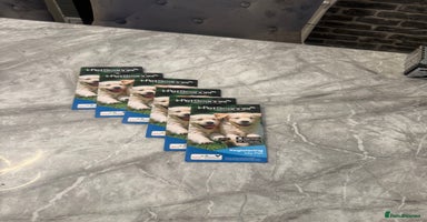 Cockapoo dogs - Advert 8