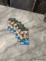 Cockapoo dogs - Advert 8