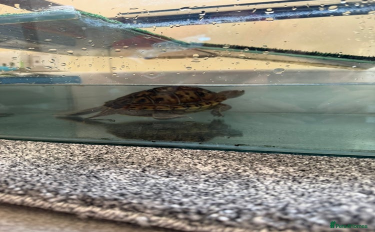 Turtle reptiles - Advert 3