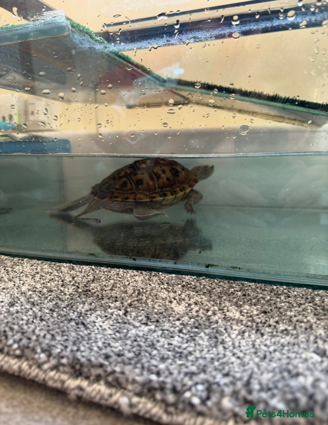 Turtle reptiles for sale: Turtle 6 years old  - Image 1