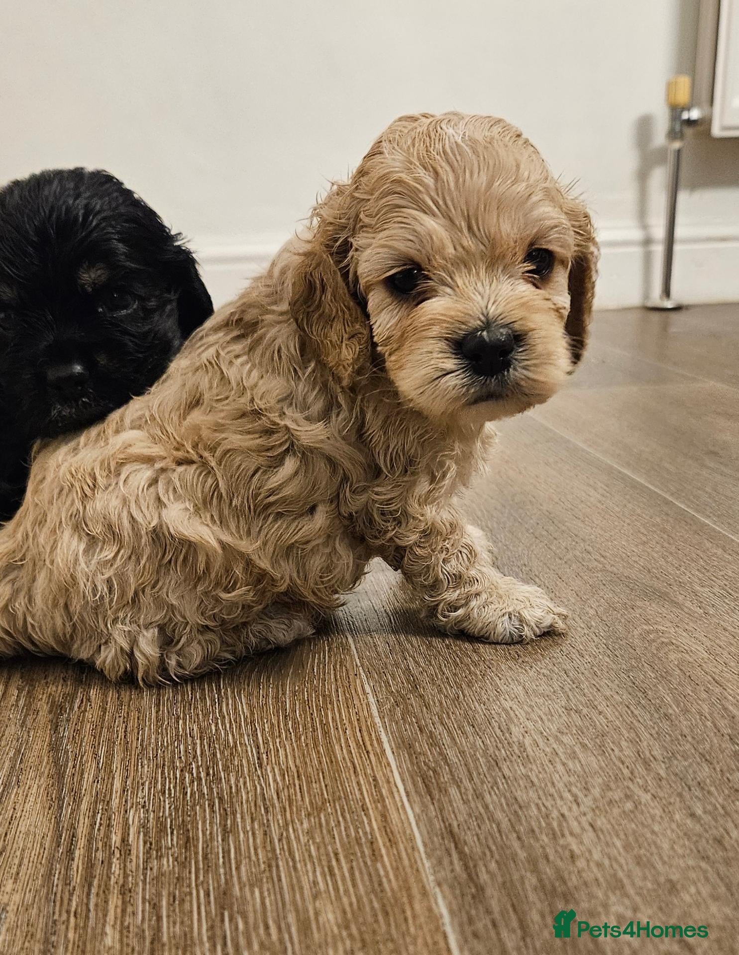 Cockapoo dogs extensively DNA tested American cockerpoo  - Advert 18