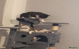 Bengal cats for sale: Bengal crossed tabby ready now  - Image 8