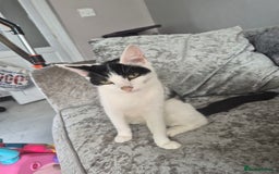 Mixed Breed cats for sale: 3 beautiful kittens  - Image 1