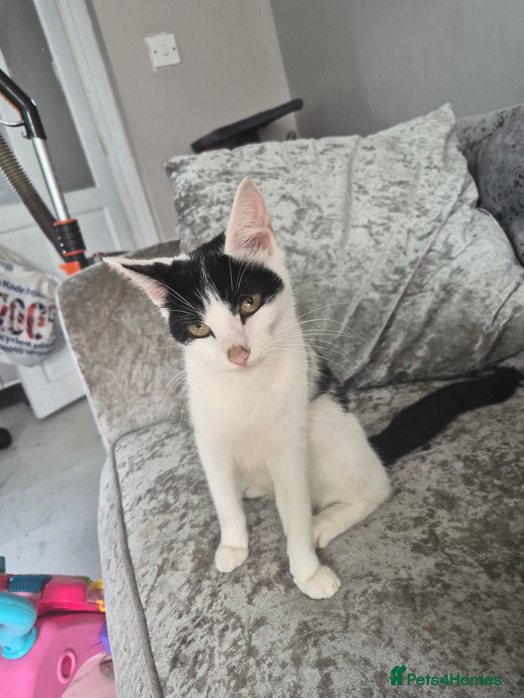 Mixed Breed cats for sale: 3 beautiful kittens  - Image 1