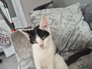 Mixed Breed cats - Advert 31