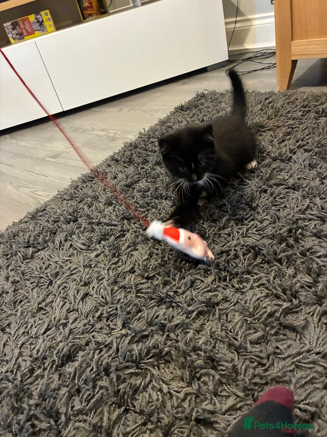 Mixed Breed cats for sale: 10 week old mixed breed  - Advert 5