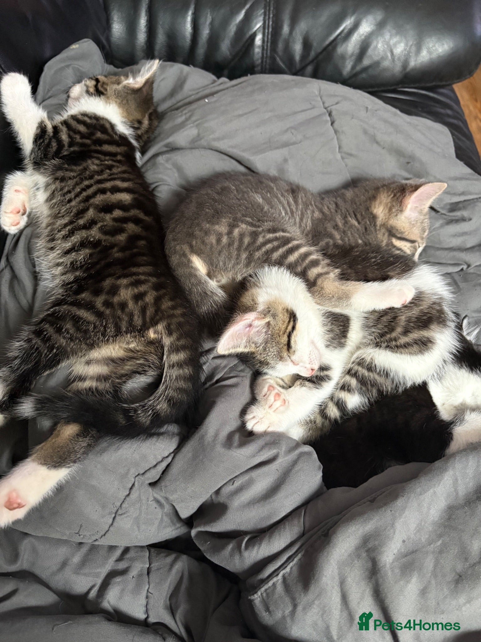 Mixed Breed cats Kittens for sale  - Advert 1