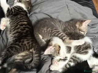Mixed Breed cats Kittens for sale - Advert 1