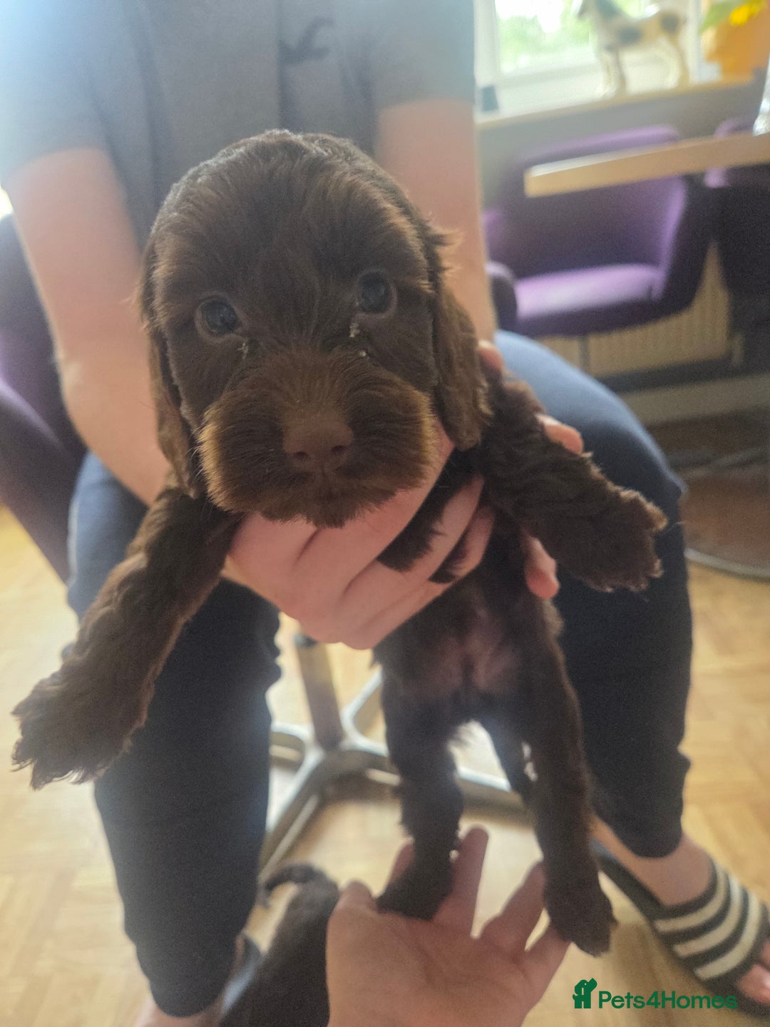 Cockapoo dogs for sale: Gorgeous Cockerpoo puppies  - Image 11