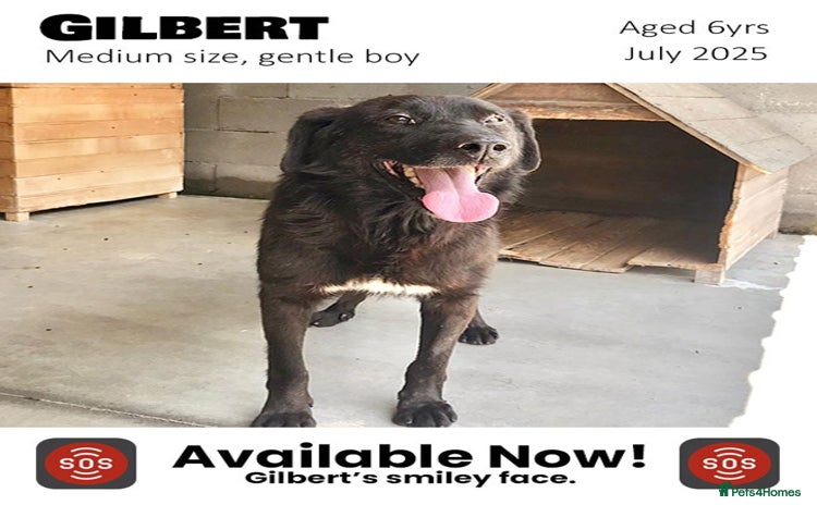 Mixed Breed dogs - Advert 9