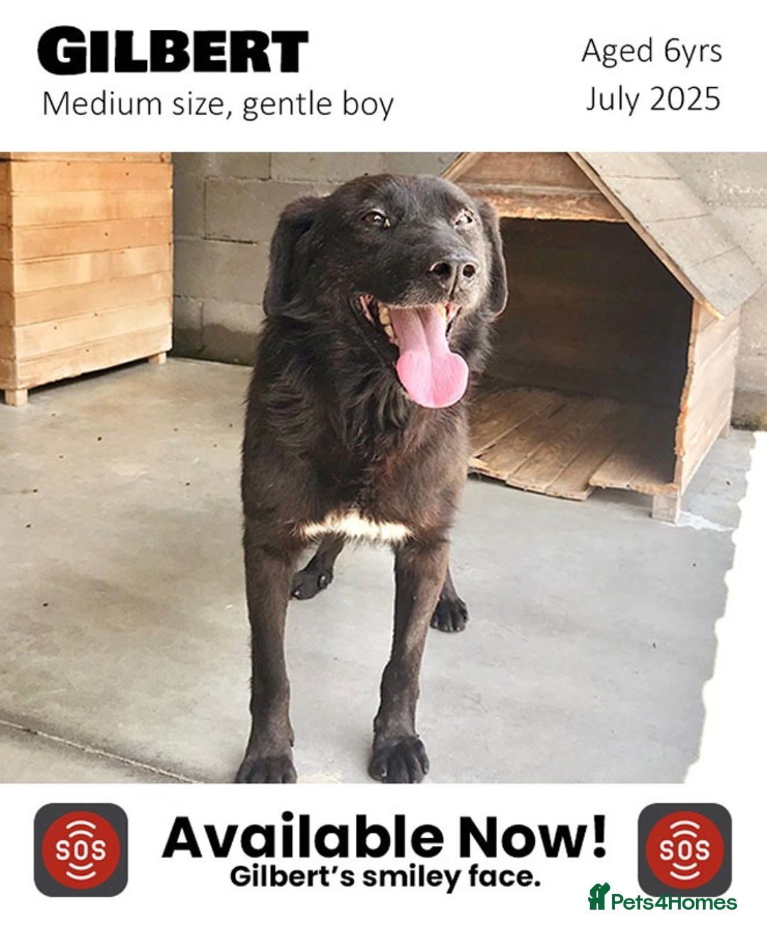 Mixed Breed dogs for adoption: Gilbert, 6 yrs old. Reserved stc. - Image 1