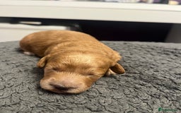 Poochon dogs for sale: Beautiful pups looking for their forever home  - Image 4