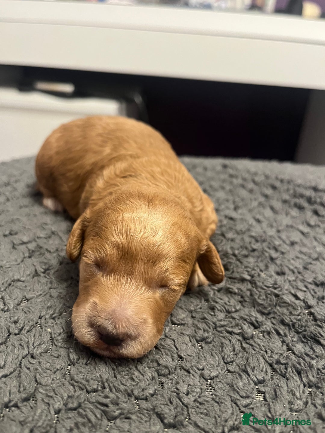 Poochon dogs for sale: Beautiful pups looking for their forever home  - Image 4