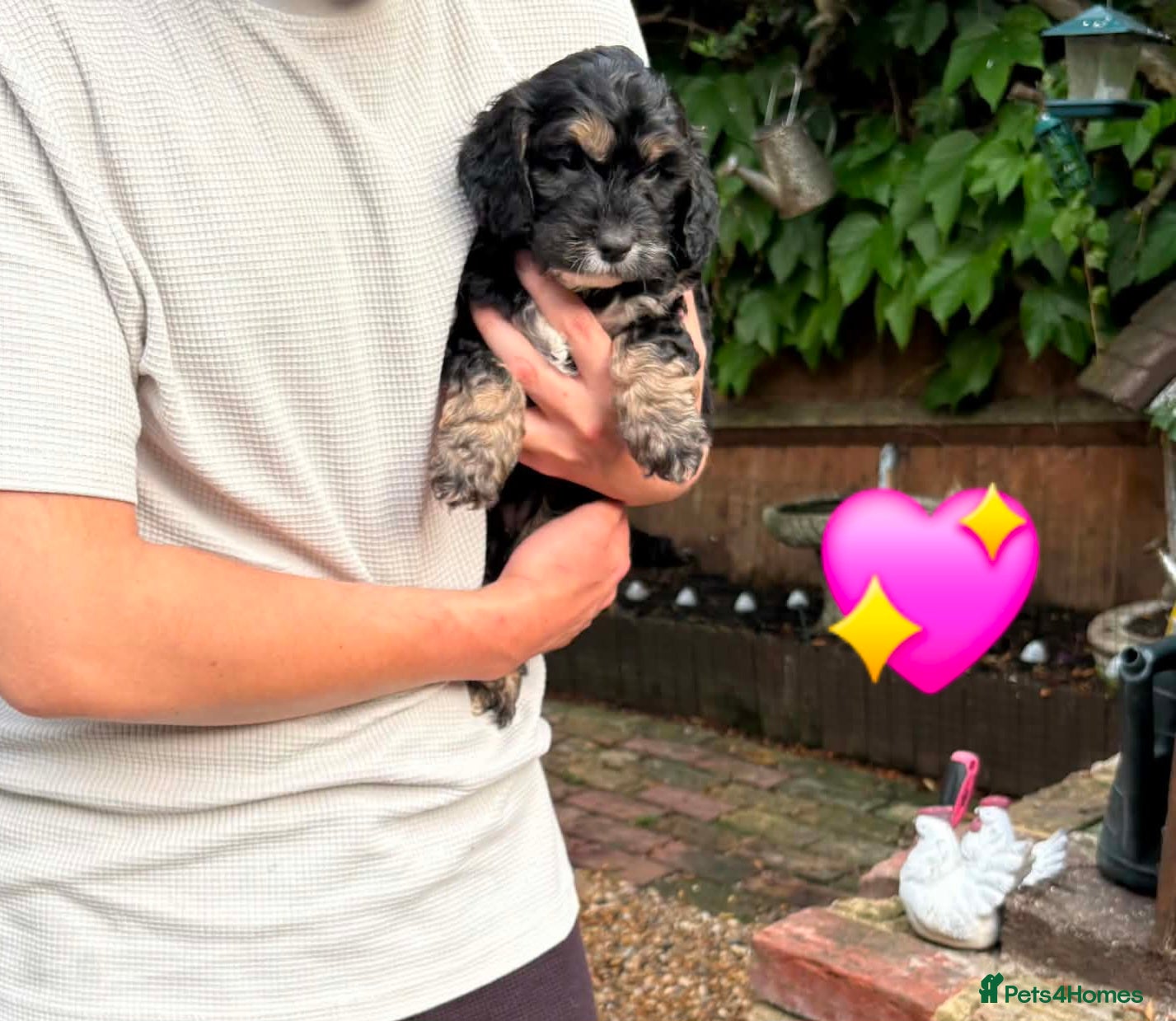 Cockapoo dogs READY NEXT WEEK Lovely F1 Cockapoo Puppies! - Advert 5