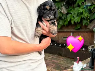 Cockapoo dogs READY NEXT WEEK Lovely F1 Cockapoo Puppies! - Advert 5