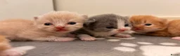 Mixed Breed cats for sale: Exotic Persian cross kittens  - Advert 7