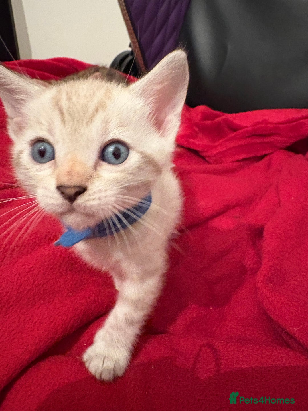 Bengal cats for sale: Adorable snow Bengals. - Image 3