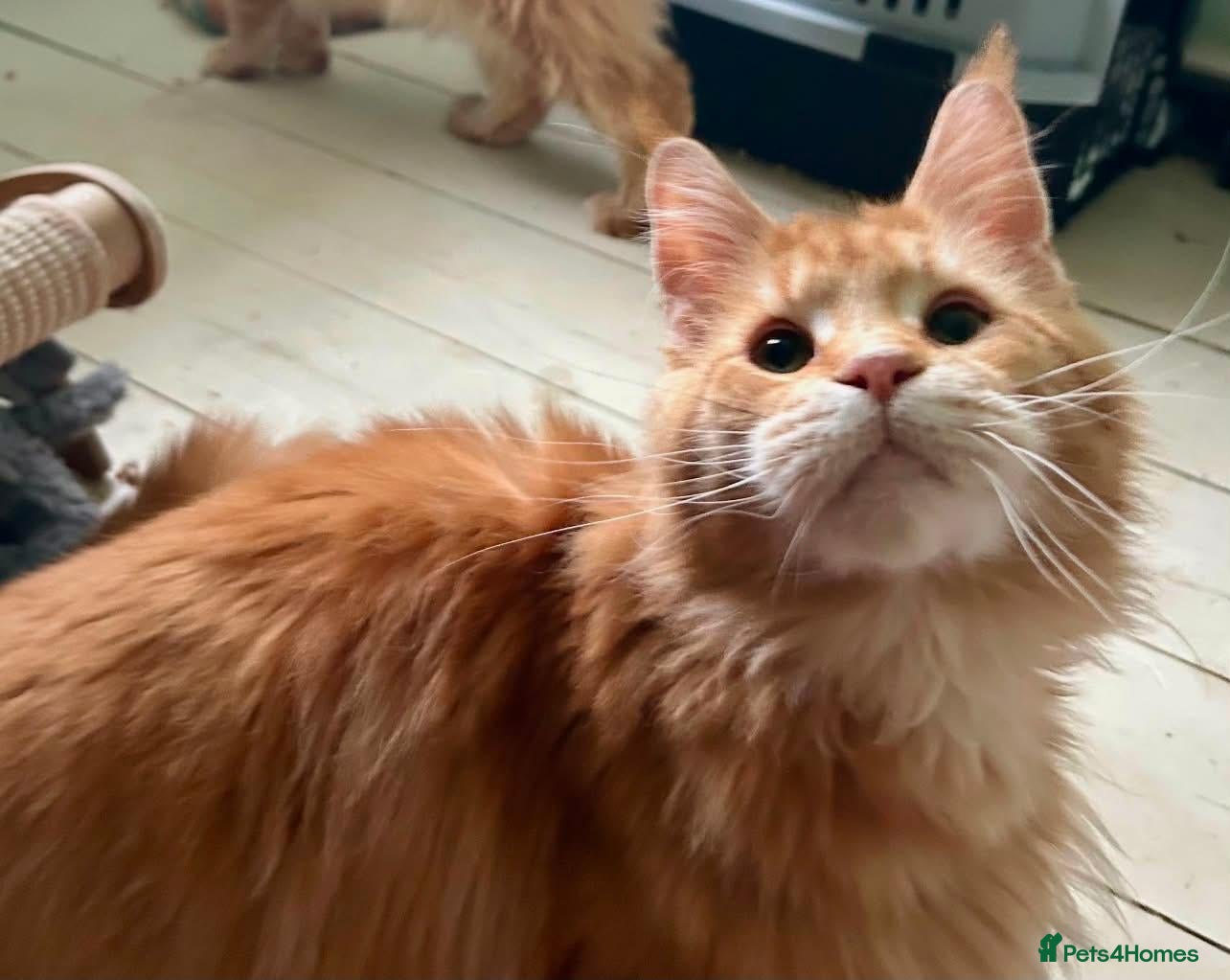 Maine Coon cats Sweet Natured Maine Coon Female - Advert 1