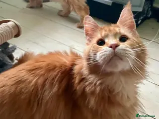 Maine Coon cats Sweet Natured Maine Coon Female - Advert 1
