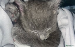 Mixed Breed cats for sale: Little Grey Boy Kitten - Image 4