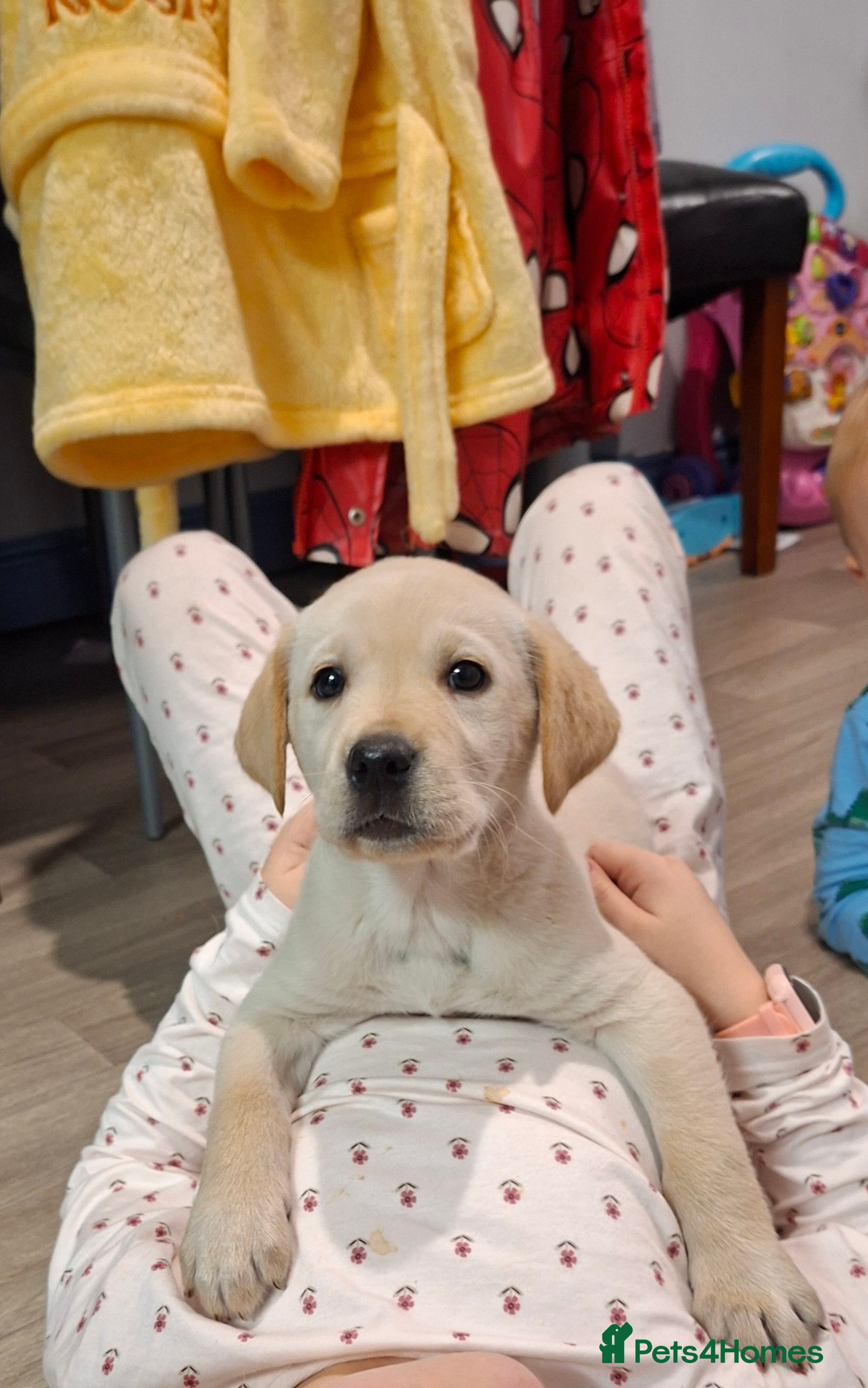 Labrador Retriever dogs Pedigree Labrador Golden Puppies - Advert 14