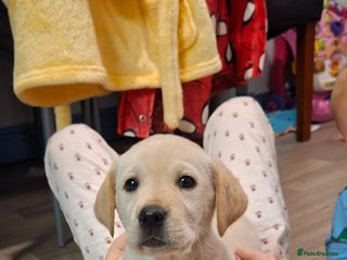 Labrador Retriever dogs Pedigree Labrador Golden Puppies - Advert 14