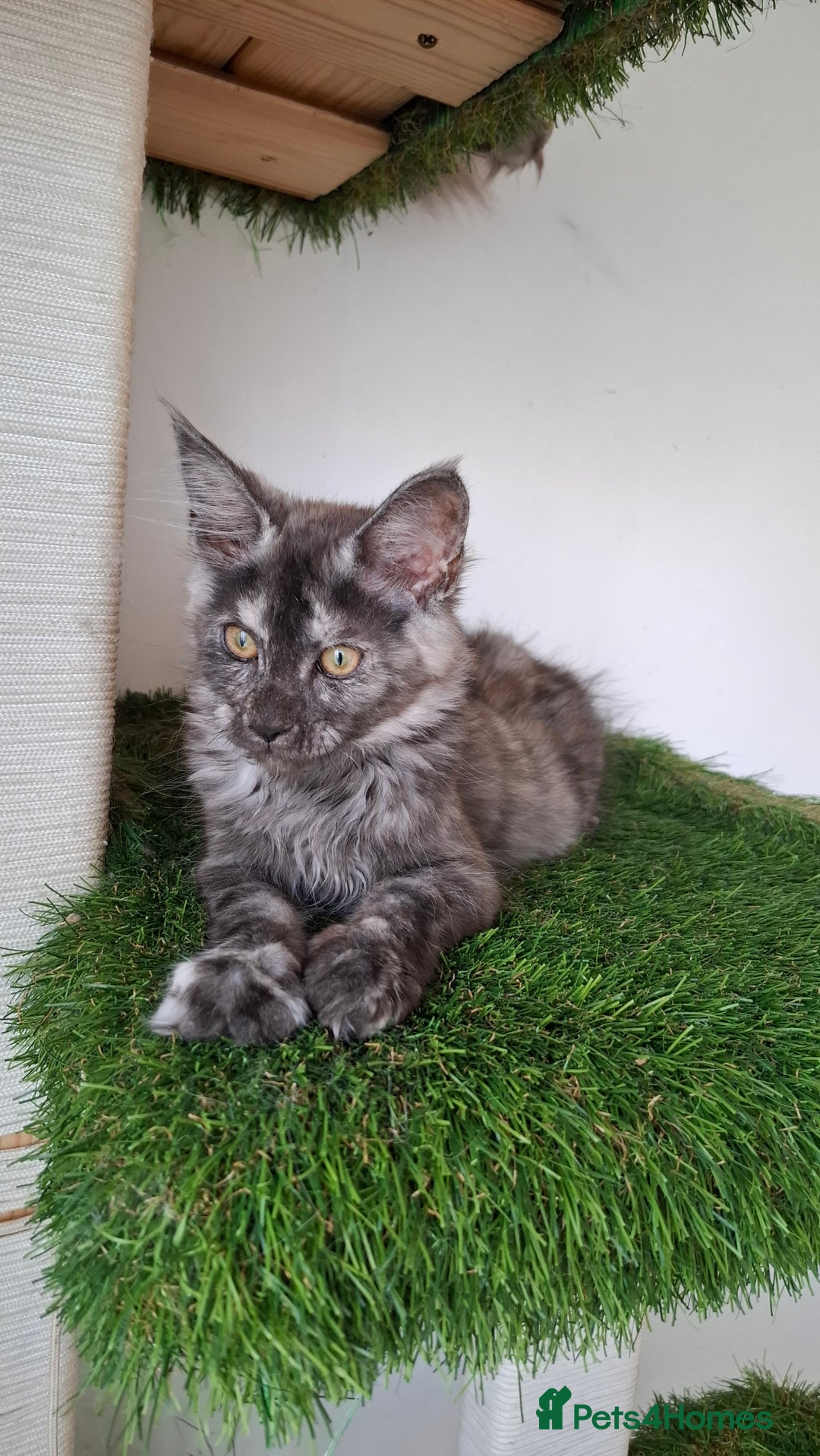 Maine Coon cats for sale: Pedigree Maine Coon kittens  - Image 22
