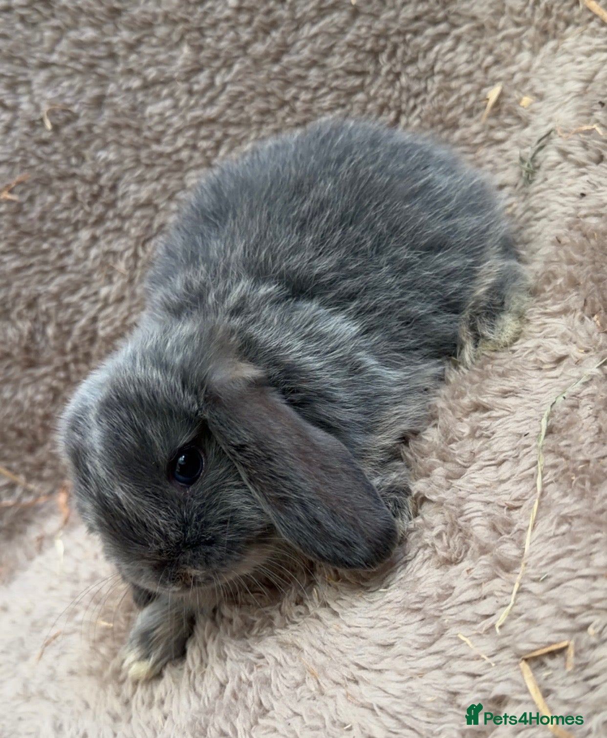 Mini Lop rabbits 4 weeks old Pure bred mini lops - Advert 3
