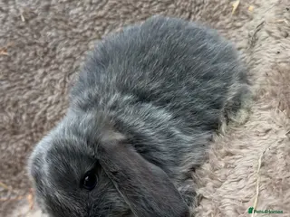 Mini Lop rabbits 4 weeks old Pure bred mini lops - Advert 1