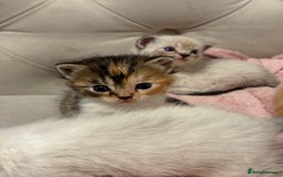 Persian cats for sale: Persian x bengal kitten left  - Image 4