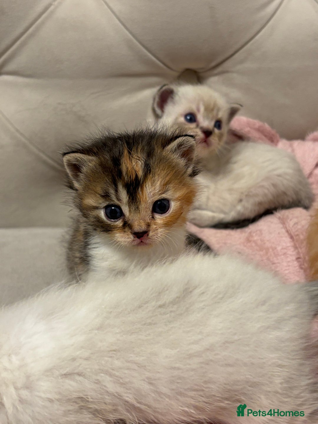 Persian cats for sale: Persian x bengal kitten left  - Image 4