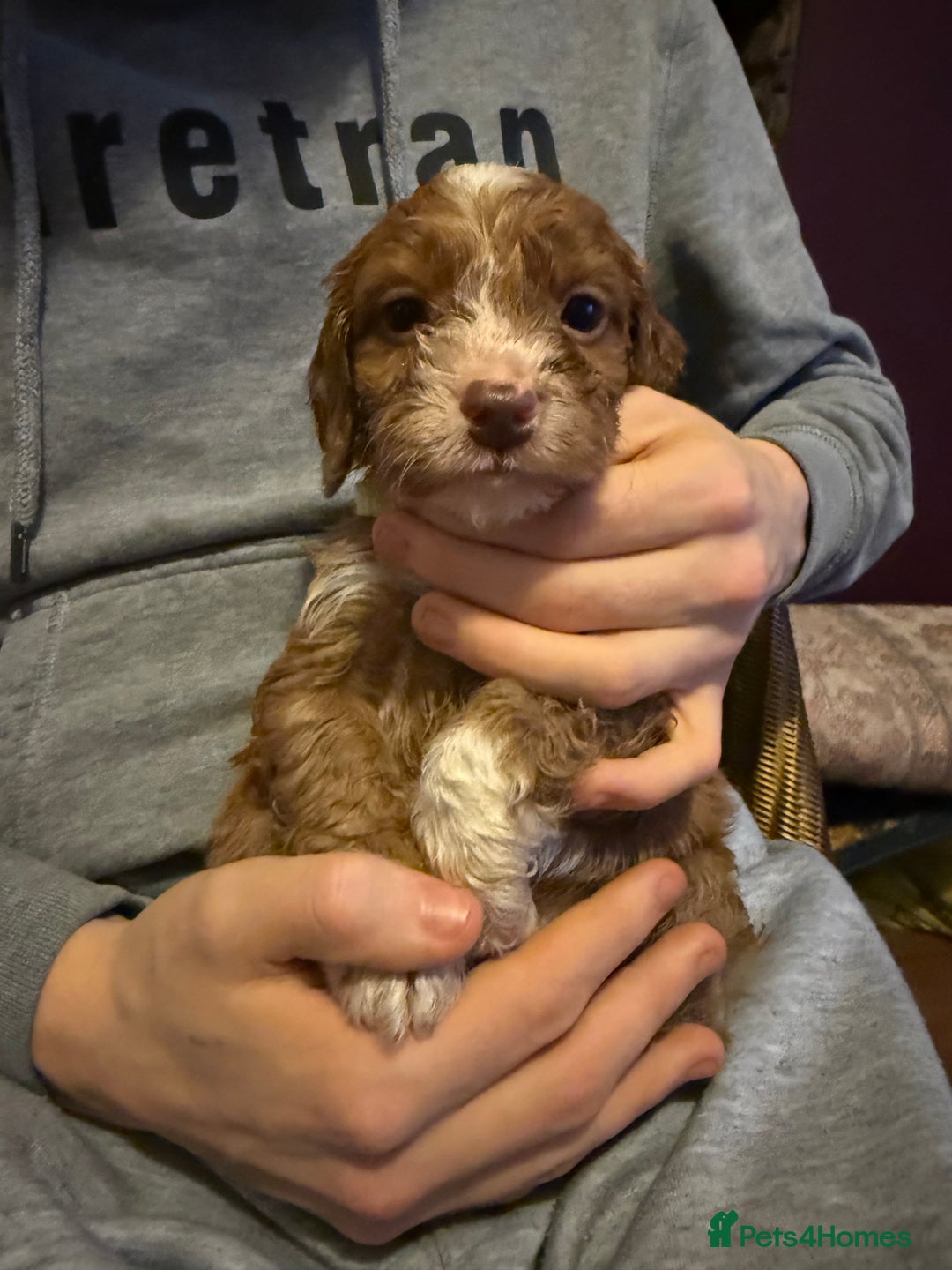 Cockapoo dogs for sale: Cockatoo puppies - Advert 6