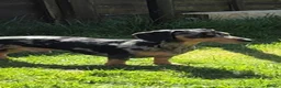 Dachshund dogs for stud: Stud Silver Dapple Dachshund  - Advert 7