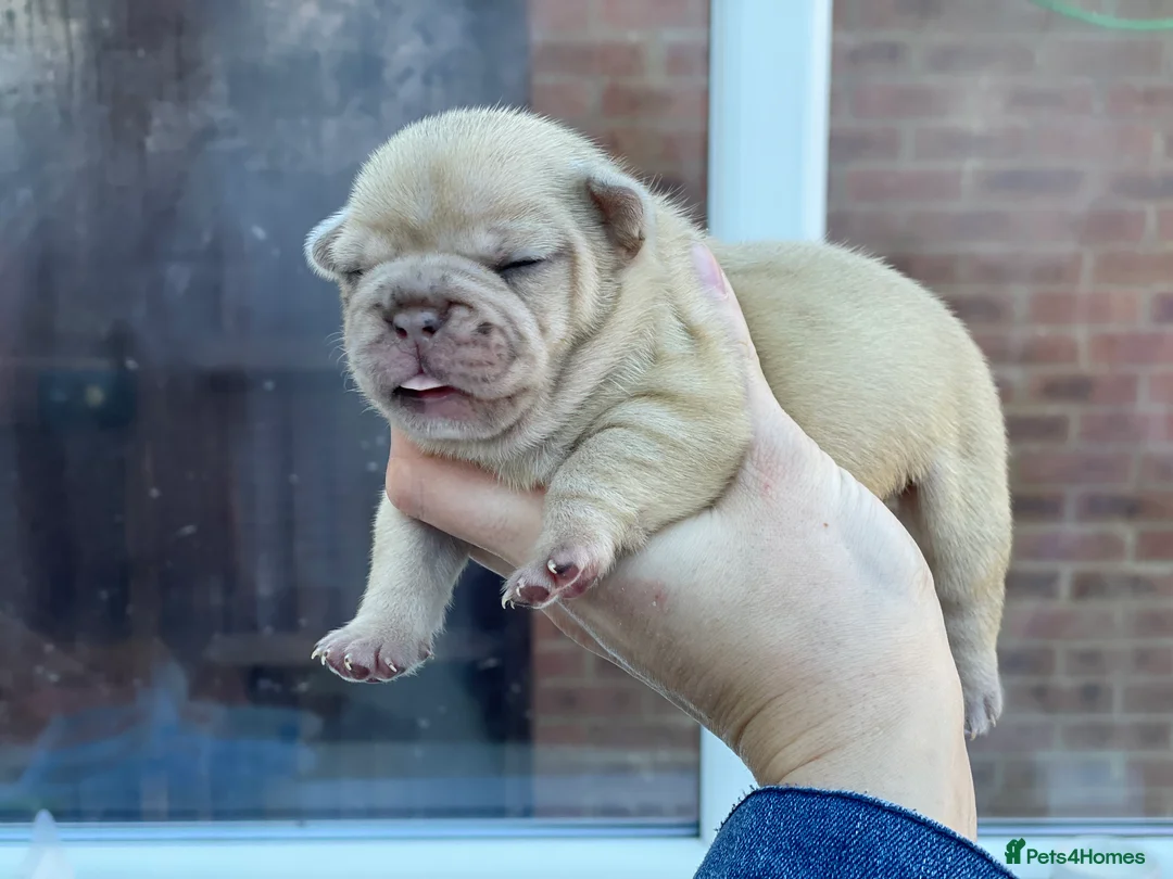 French Bulldog dogs for stud: Champagne Charlie new shade Isabella  in Hastings - Advert 10