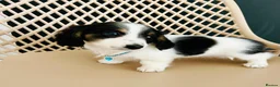 Miniature Dachshund dogs for stud: Dapple Piebald Stud 💫  - Advert 19