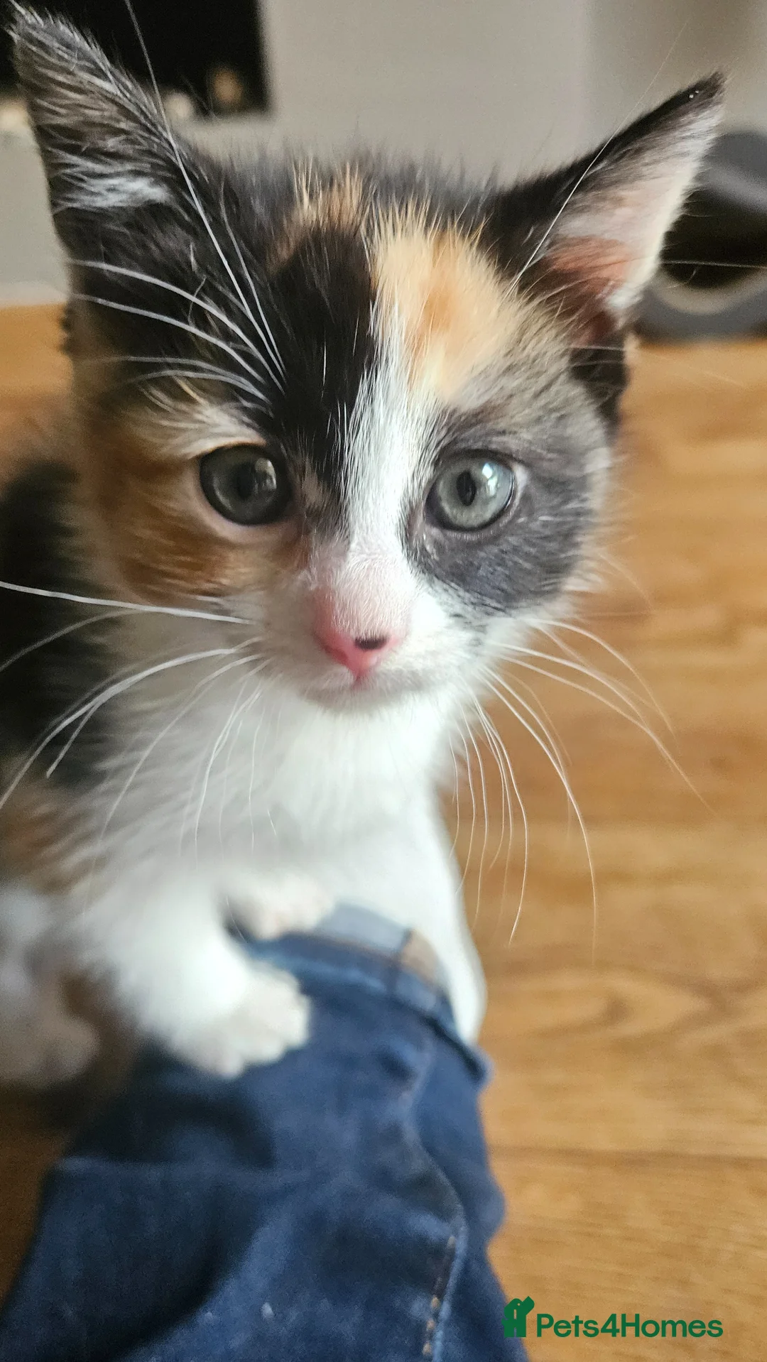 Mixed Breed cats for sale: Super sweet girl kitten available now East London - Advert 6