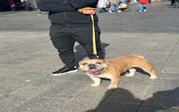 English Bulldog dogs for sale: English bulldog for sale - Advert 2