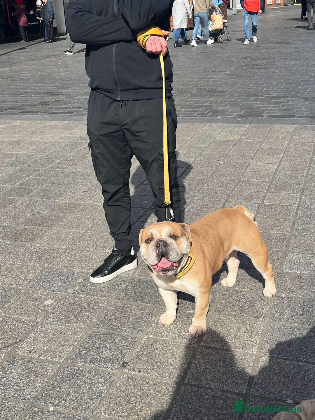 English Bulldog dogs for sale: English bulldog for sale - Advert 2