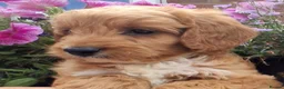 Cockapoo dogs for sale: Cockapoo puppies for sale  - Advert 10