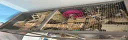Mouse rodents for sale: Female mice  - Advert 10