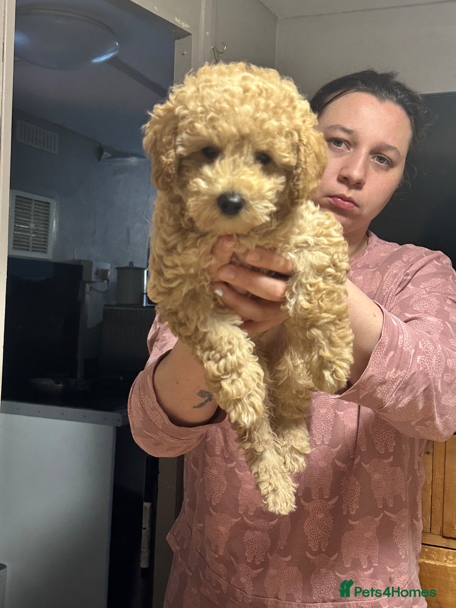 Cavapoo dogs Last Adorable Cavapoo puppy  - Advert 2