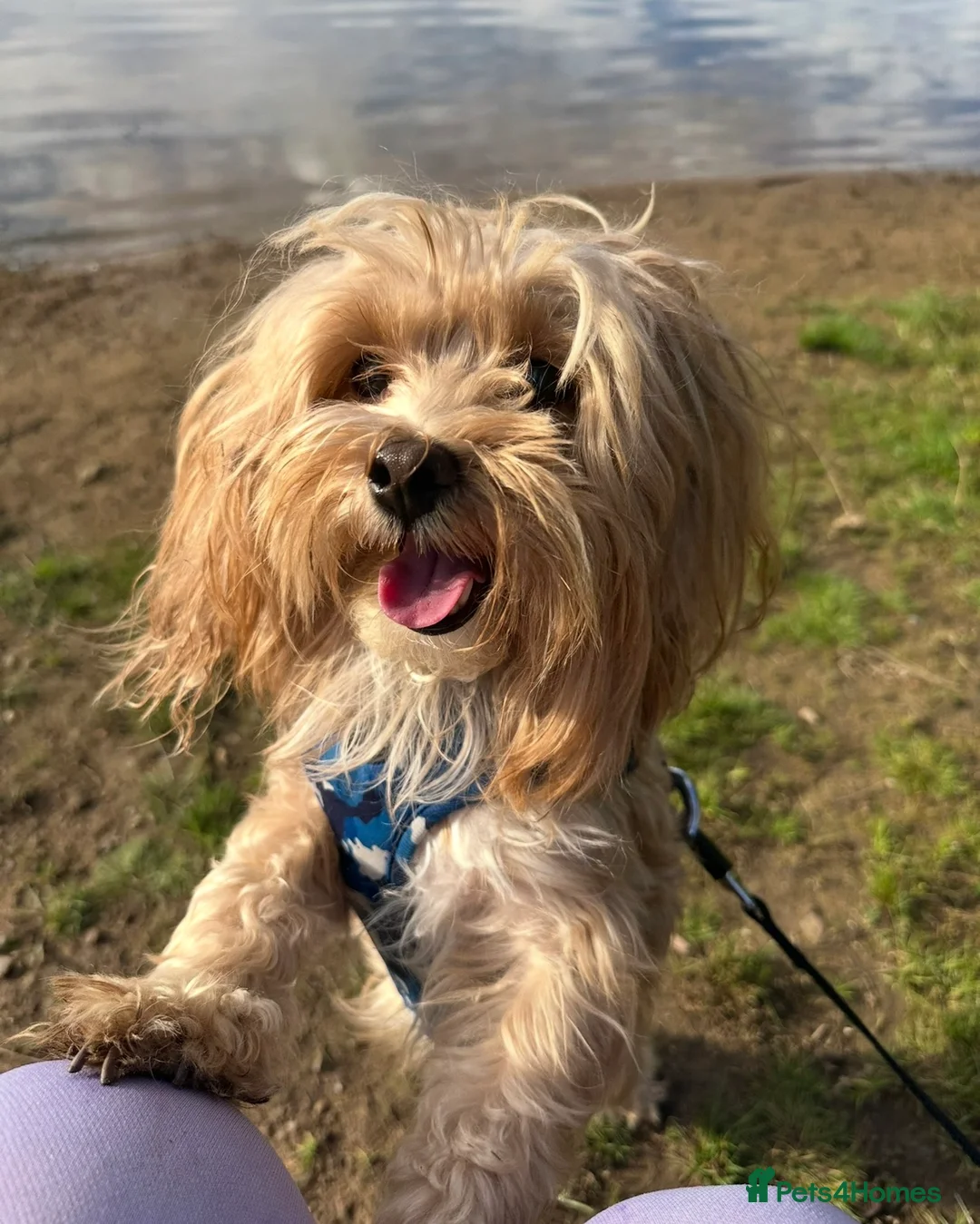 Maltipoo dogs for sale: Maltipoo looking for his forever home  - Advert 3