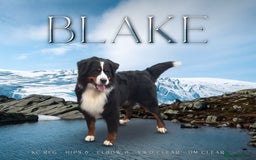 Bernese Mountain Dog dogs for stud: For stud dna tested Bernese mountain dog for stud  in Market Drayton - Image 2
