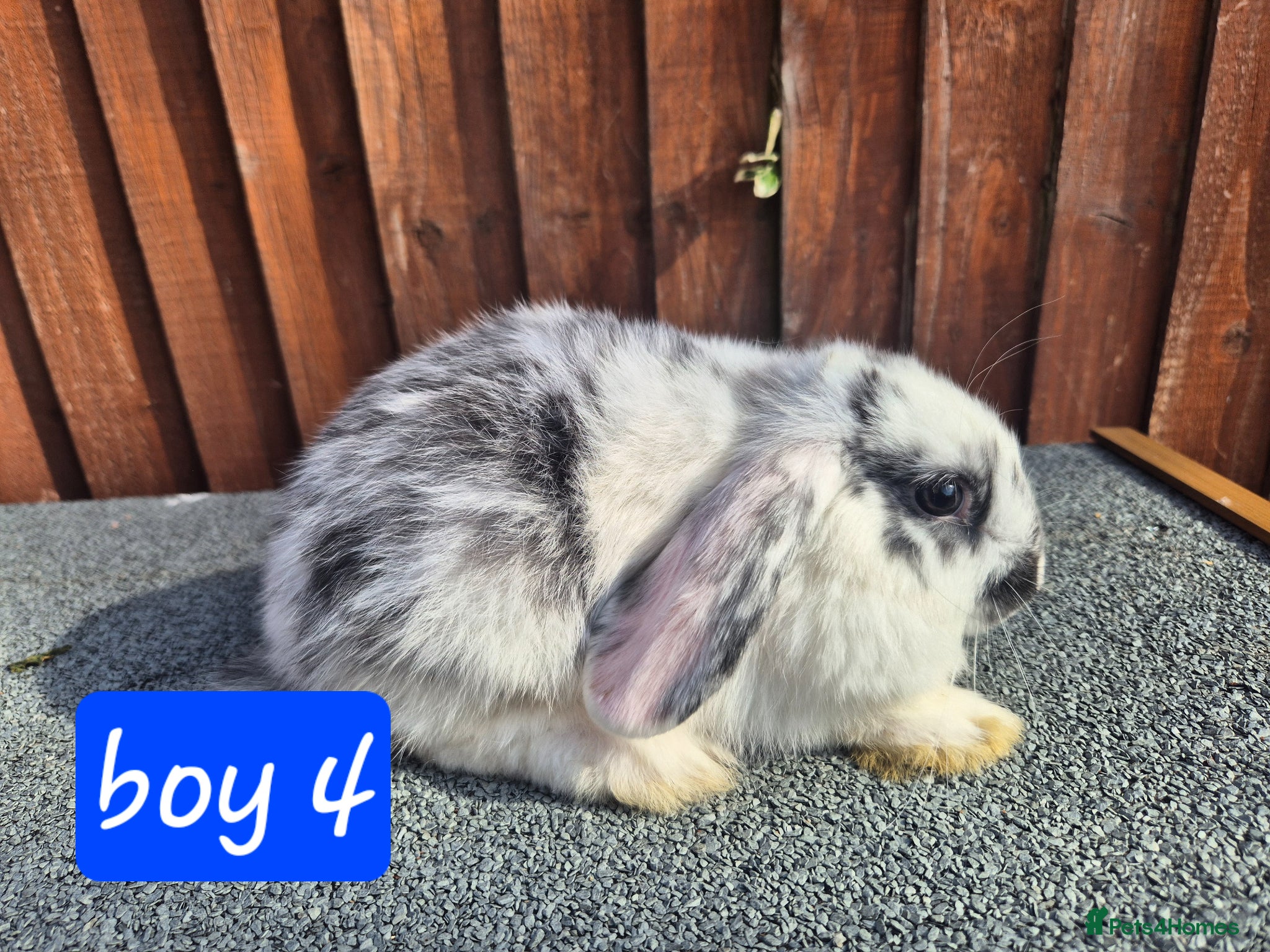 Mini Lop rabbits 💙 last 3 boys ❤️  - Advert 2