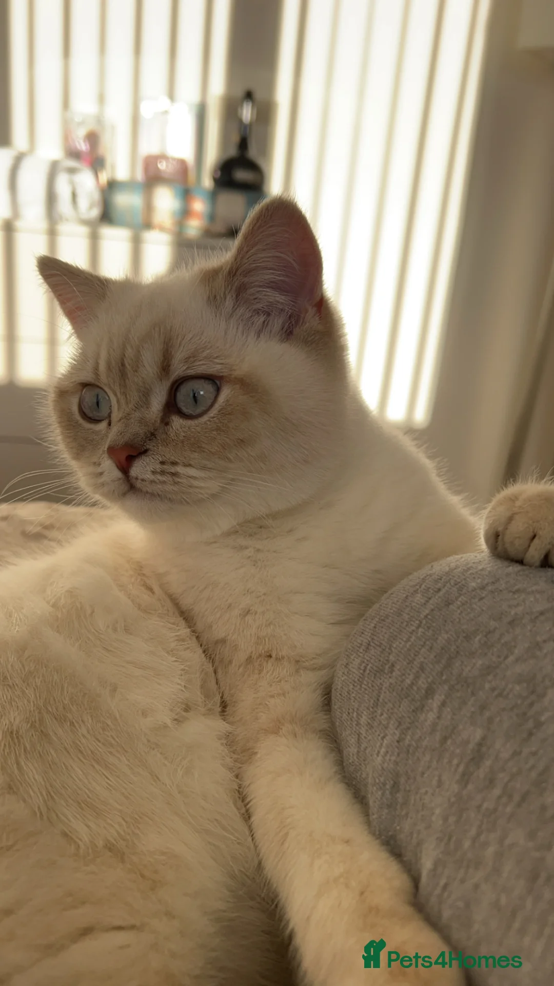 British Shorthair cats for sale: Pedigree British Shorthair Twins - Advert 2