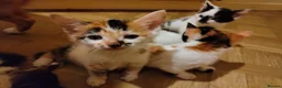 Mixed Breed cats for sale: Beautiful kittens looking for forever homes  - Advert 32