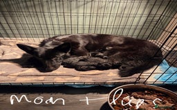 German Shepherd dogs for sale: German shepherd pedigree puppies- four weeks old. - Image 15